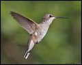 _3SB6859 black-chinned hummingbird